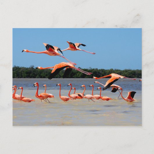 Celestun Biosphere Reserve Briefkaart (Voorkant)