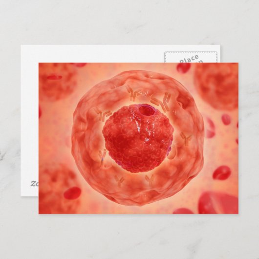 celkern met chromosoom 2 briefkaart (Voorkant / Achterkant)