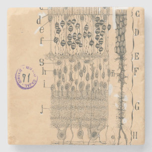 Cell Drawing Eye Retina Santiago Ramon Y Cajal Stenen Onderzetter