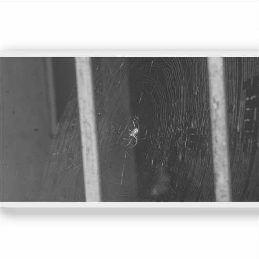 Cellar Spider Sticker (Voorkant)