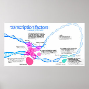 Cellen Gentranscriptiefactoren Diagram Poster