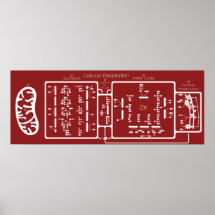 Cellulaire ademhaling 42x16 poster