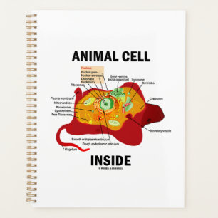 Cellule animale à l'intérieur du diagramme Eukaryo
