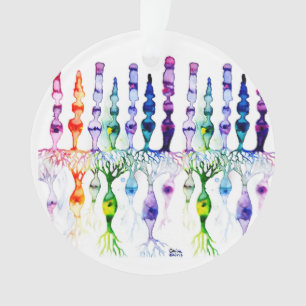 Cellules cônes cellules tiges et neurones bipolai