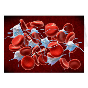 Cellules de sang rouge avec leucocytes