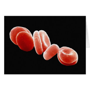Cellules de sang rouges