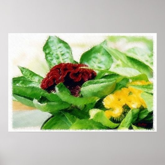 Celosia/Cockscomb Poster (Voorkant)