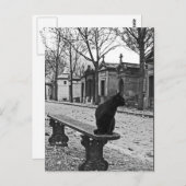Cemetery Cat  Fotografie Briefkaart (Voorkant / Achterkant)
