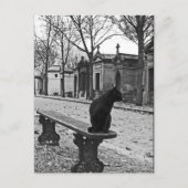 Cemetery Cat  Fotografie Briefkaart (Voorkant)
