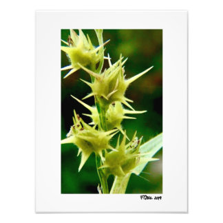 Cenchrus Echinatos. Foto Afdruk