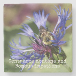 Centaurea montana en Bombus impatiens Stenen Onderzetter