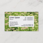 Center Label v4 - Sedum (herfst Joy) (Achterkant)