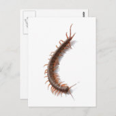 Centipede Briefkaart (Voorkant / Achterkant)