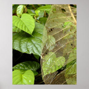 Centraal-Amerika, Costa Rica, Sarapiqui, Braulio Poster