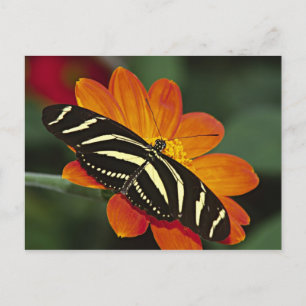 Centraal-Amerika, Costa Rica, Selva Verde Briefkaart