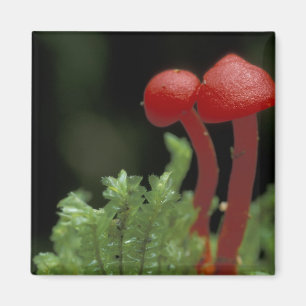 Centraal-Amerika, Panama, Chiriqui Provincie, 2 Magneet