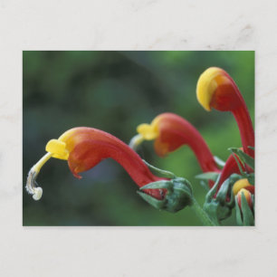 Centraal-Amerika, Panama, provincie Chiriqui, Briefkaart