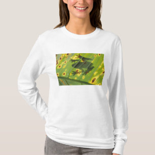 CENTRAL AMERIKA, Costa Rica, Achterlicht kikker op T-shirt
