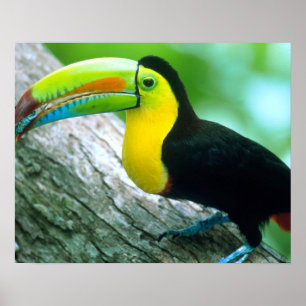 CENTRAL AMERIKA, Panama, Borro Colorado-eiland 2 Poster