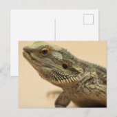 Central Bearded Lizard Close-up Briefkaart (Voorkant / Achterkant)