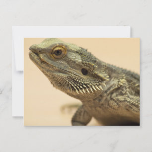Central Bearded Lizard Close-up Briefkaart