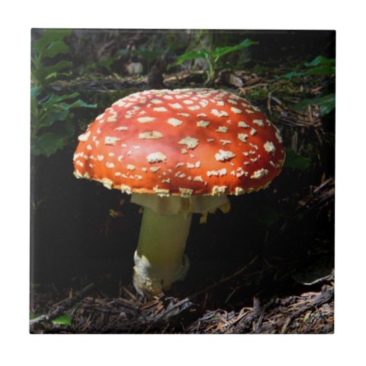 Central Cascades, staat Washington Tegeltje (Voorkant)