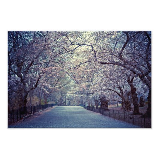 Central Park Cherry Blossom Path Foto Afdruk (Voorkant)