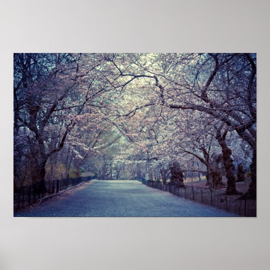 Central Park Cherry Blossom Path Poster (Voorkant)