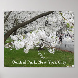 Central Park New York Blossoming Tree in Spring Poster