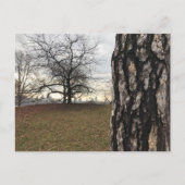 Central Park New York City NYC Tree Briefkaart (Voorkant)