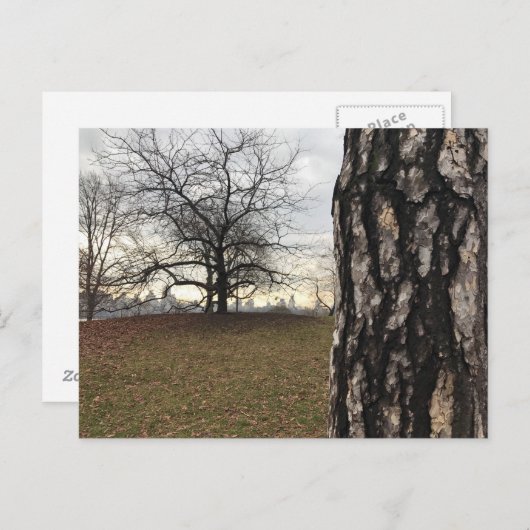 Central Park New York City NYC Tree Photo Carte po (Devant / Derrière)