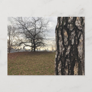 Central Park New York City NYC Tree Photo Carte po
