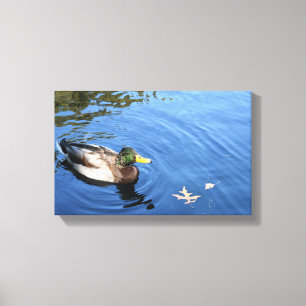 Central Park NYC Conservatory Water Mallard Duck Canvas Afdruk