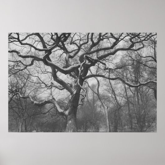 Central Park, NYC Poster (Voorkant)