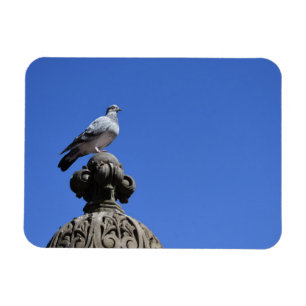 Central Park Pigeon Blue Sky New York City Bird Magneet