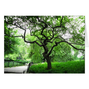 Central Park Tree
