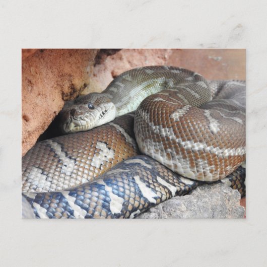 Centralian Carpet Python Briefkaart (Voorkant)