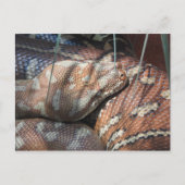 Centralian Carpet Python Briefkaart (Voorkant)