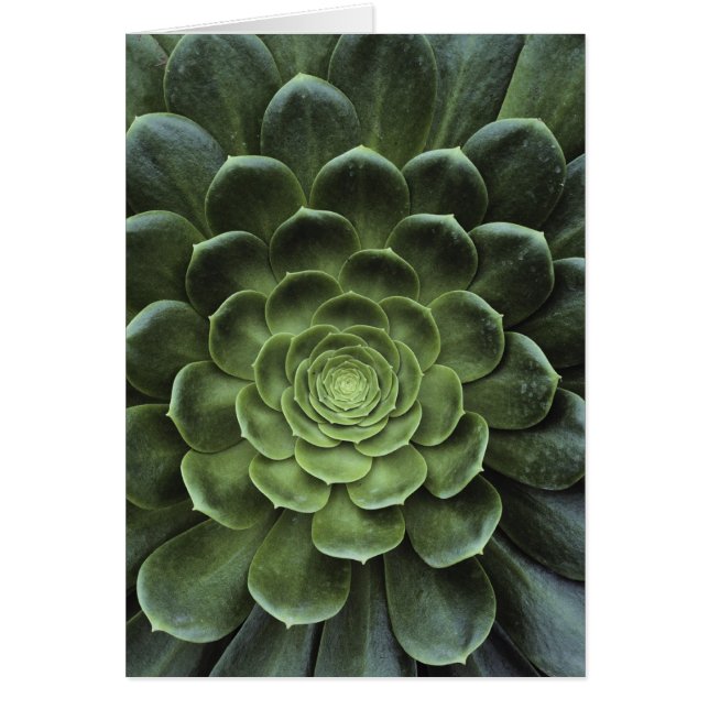 Centre de cactus (Devant)