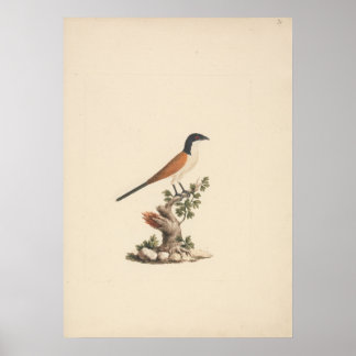 Centropus monachus (Blauwkopspoorkoekoek) Poster