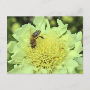 Cephalaria Gigantea met een Bij Briefkaart