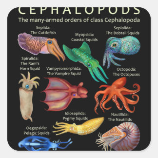 Cephalopod Octopus Squid Cuttlefish Vierkante Sticker