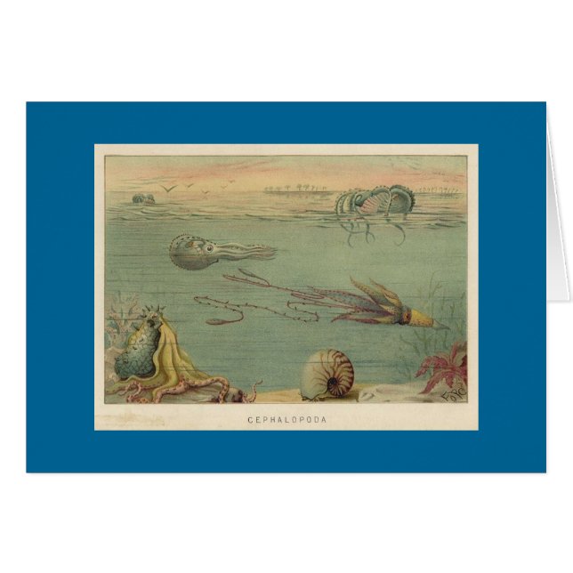 Cephalopoda (Voorkant Horizontaal)