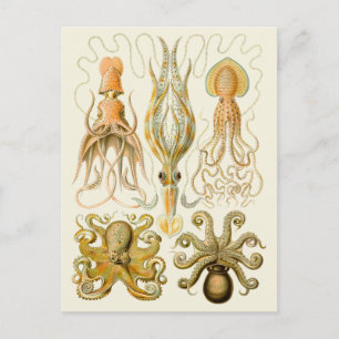 Cephalopoda octopus inktvis mariene Natuur Briefkaart