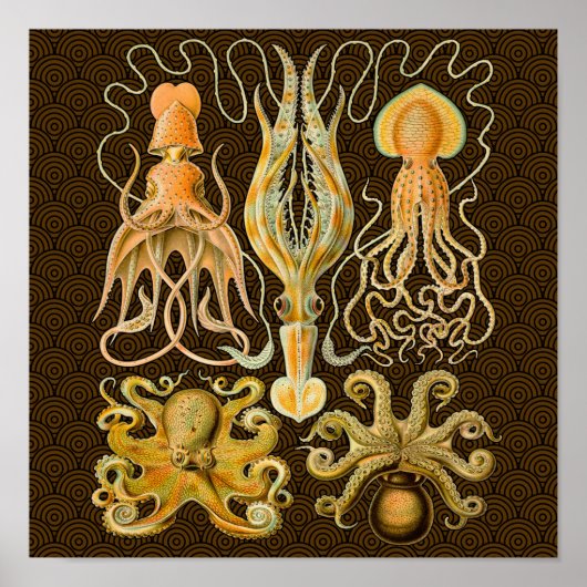 Cephalopoda octopus inktvis mariene Natuur Poster (Voorkant)