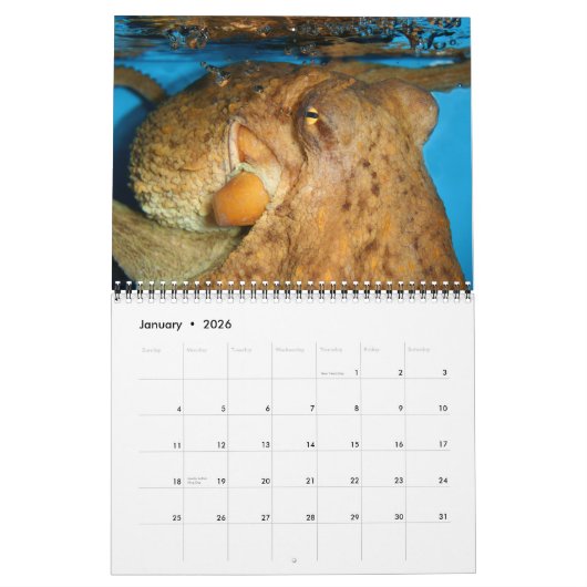 Cephalopoden zijn 'Cool Calendar' Kalender (Jan 2026)