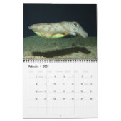 Cephalopoden zijn 'Cool Calendar' Kalender (Feb 2026)