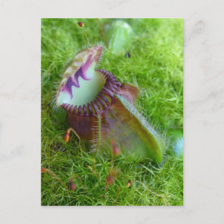 Cephalotus Briefkaart