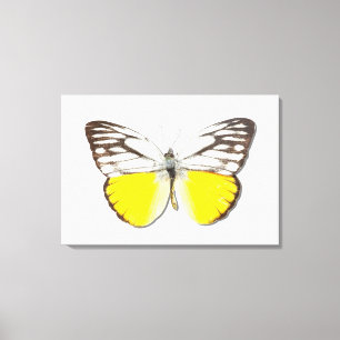 Cepora aspasia canvas afdruk