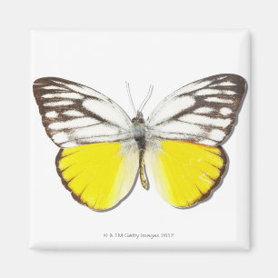 Cepora aspasia magneet